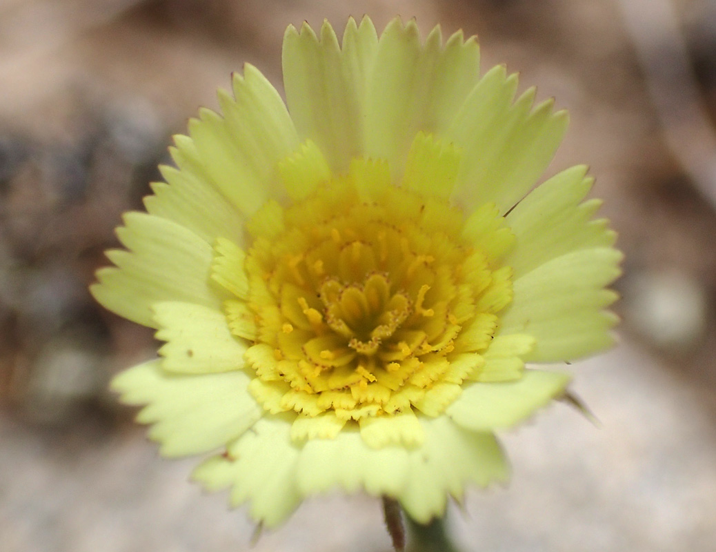 Image of Tolpis barbata specimen.