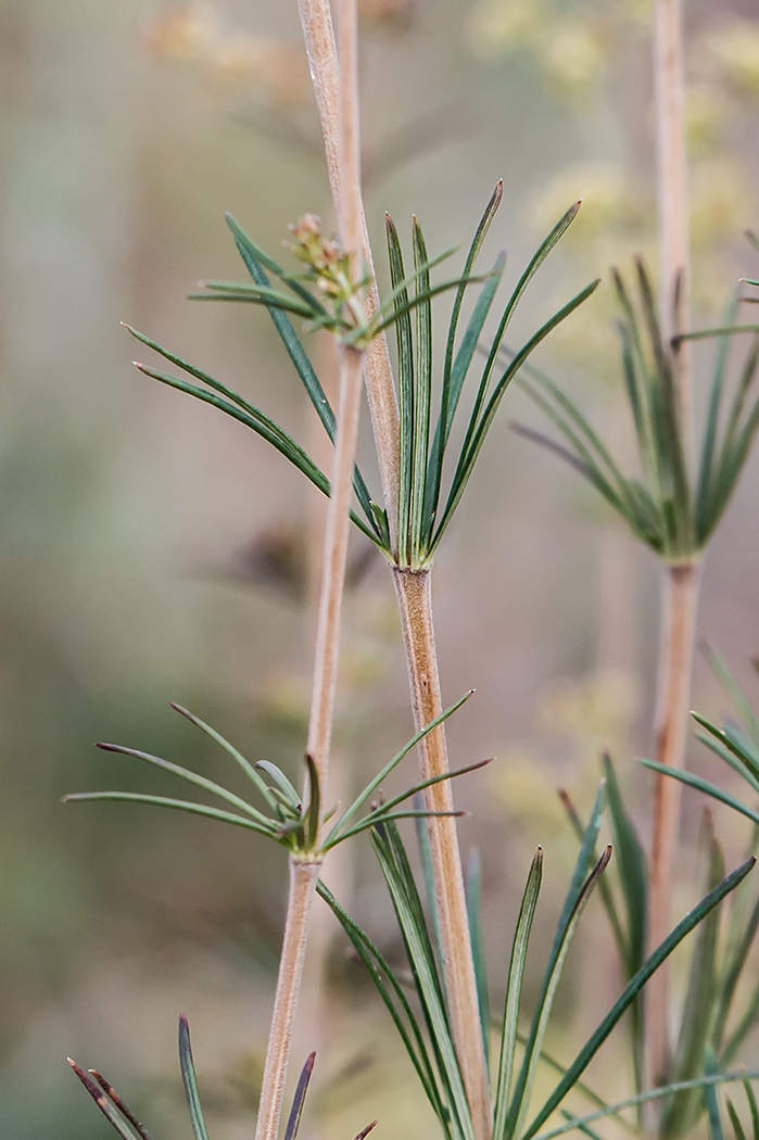 Image of Galium verum specimen.