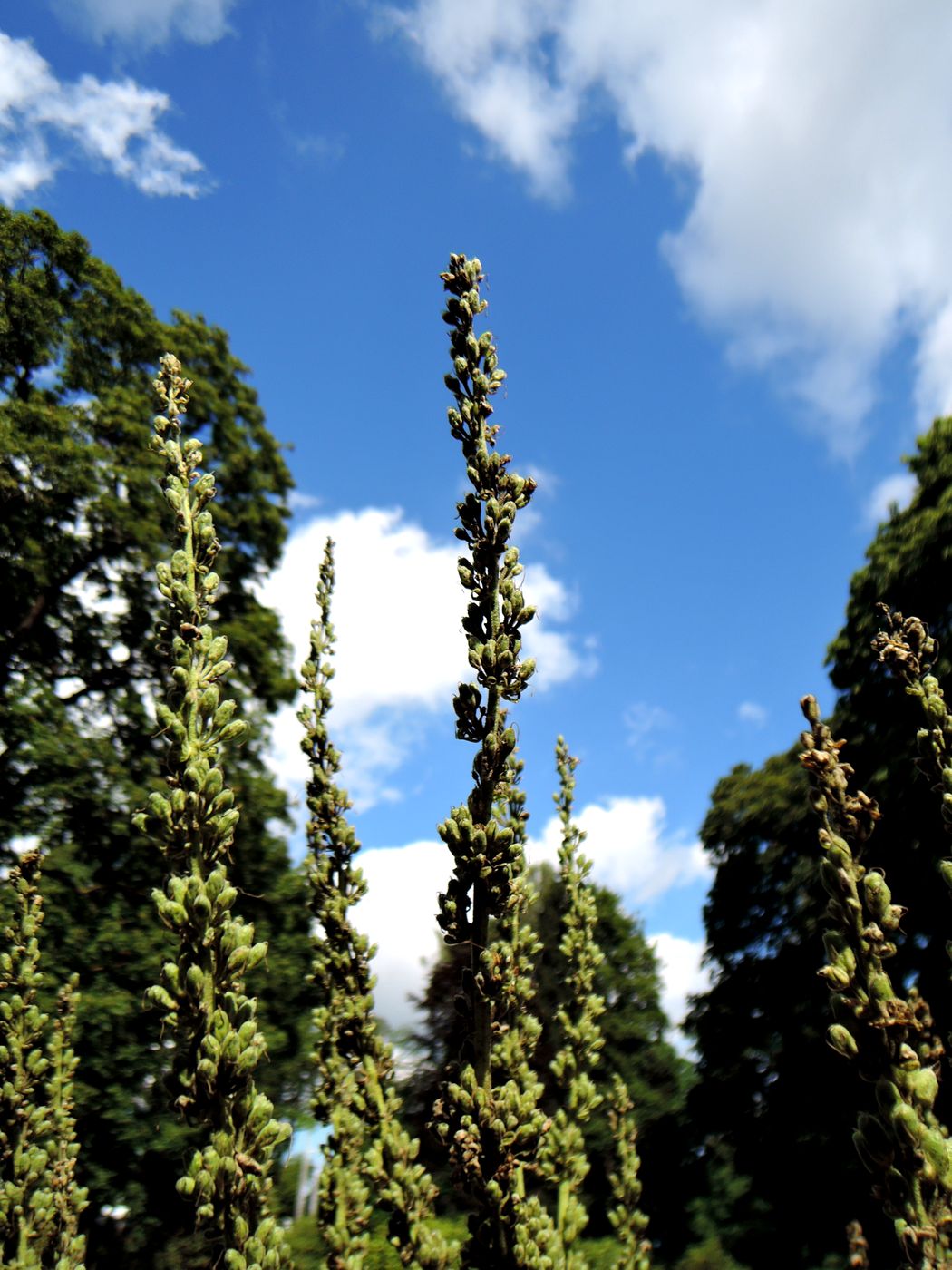 Image of Verbascum olympicum specimen.