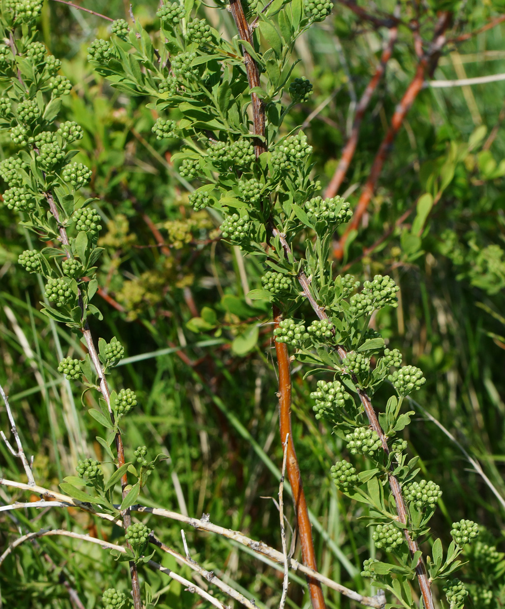 Image of Spiraea crenata specimen.