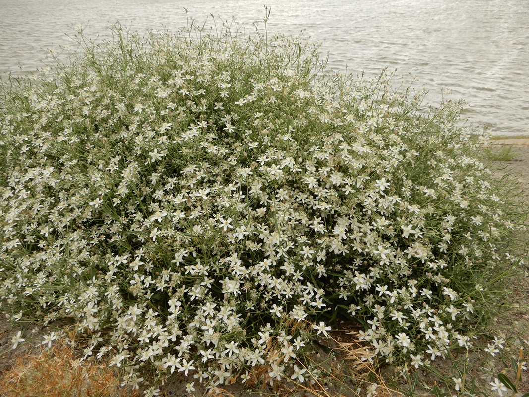 Image of Clematis songorica specimen.