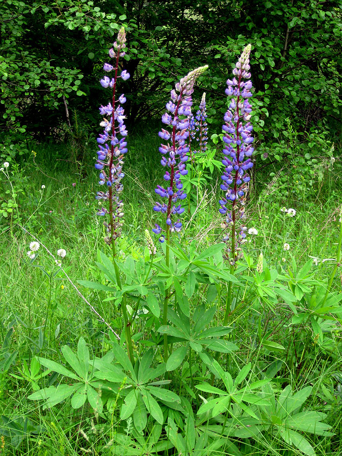 Изображение особи Lupinus polyphyllus.