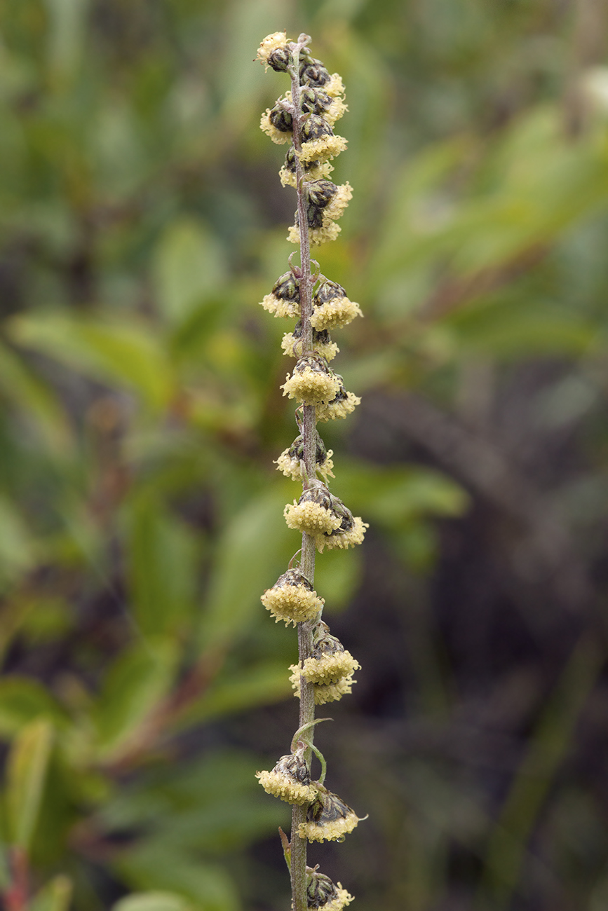 Изображение особи Artemisia phaeolepis.