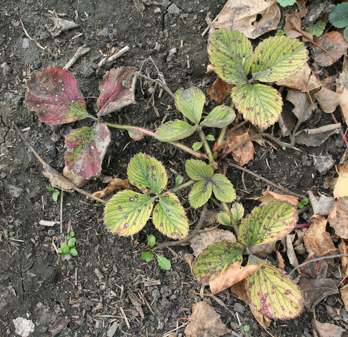 Image of Fragaria &times; ananassa specimen.