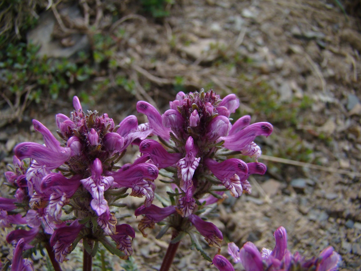 Image of Pedicularis korolkowii specimen.