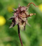 Trifolium clypeatum. Соплодие. Республика Кипр, окр. г. Лимасол (Λεμεσός), обочина грунтовой дороги. 09.03.2019.