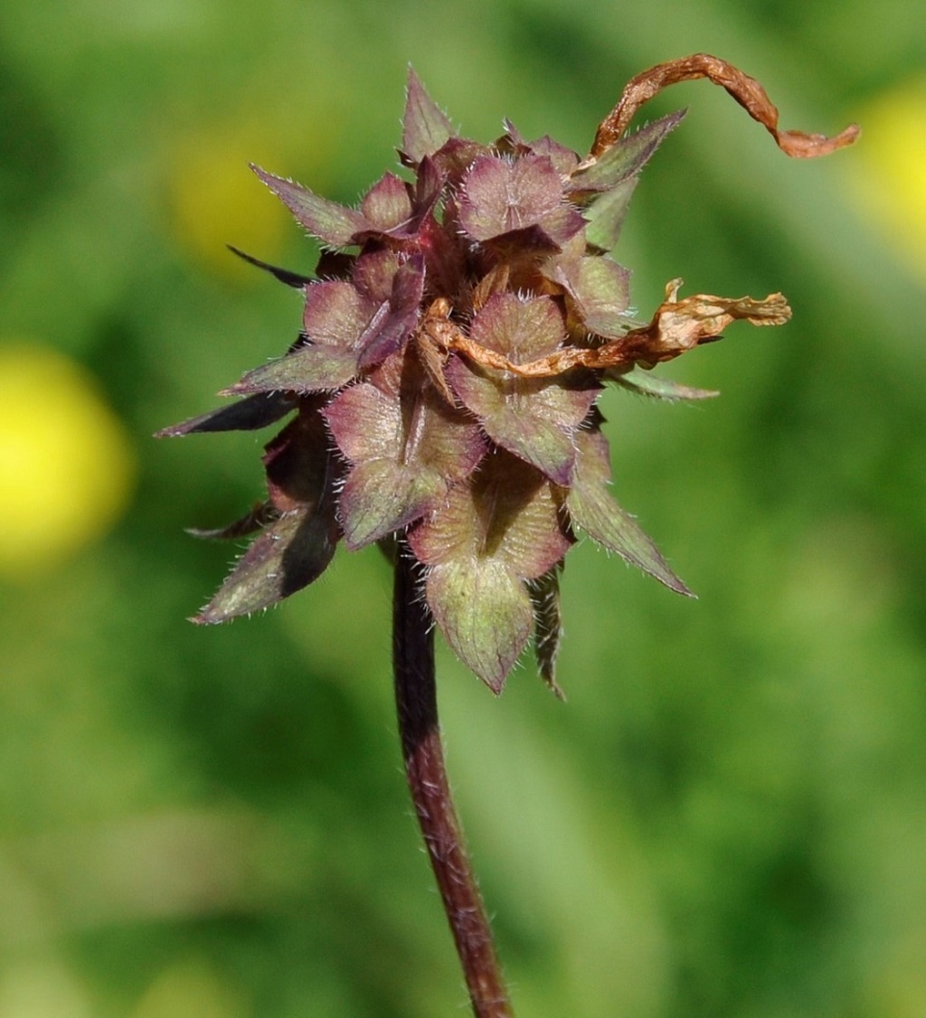 Image of Trifolium clypeatum specimen.