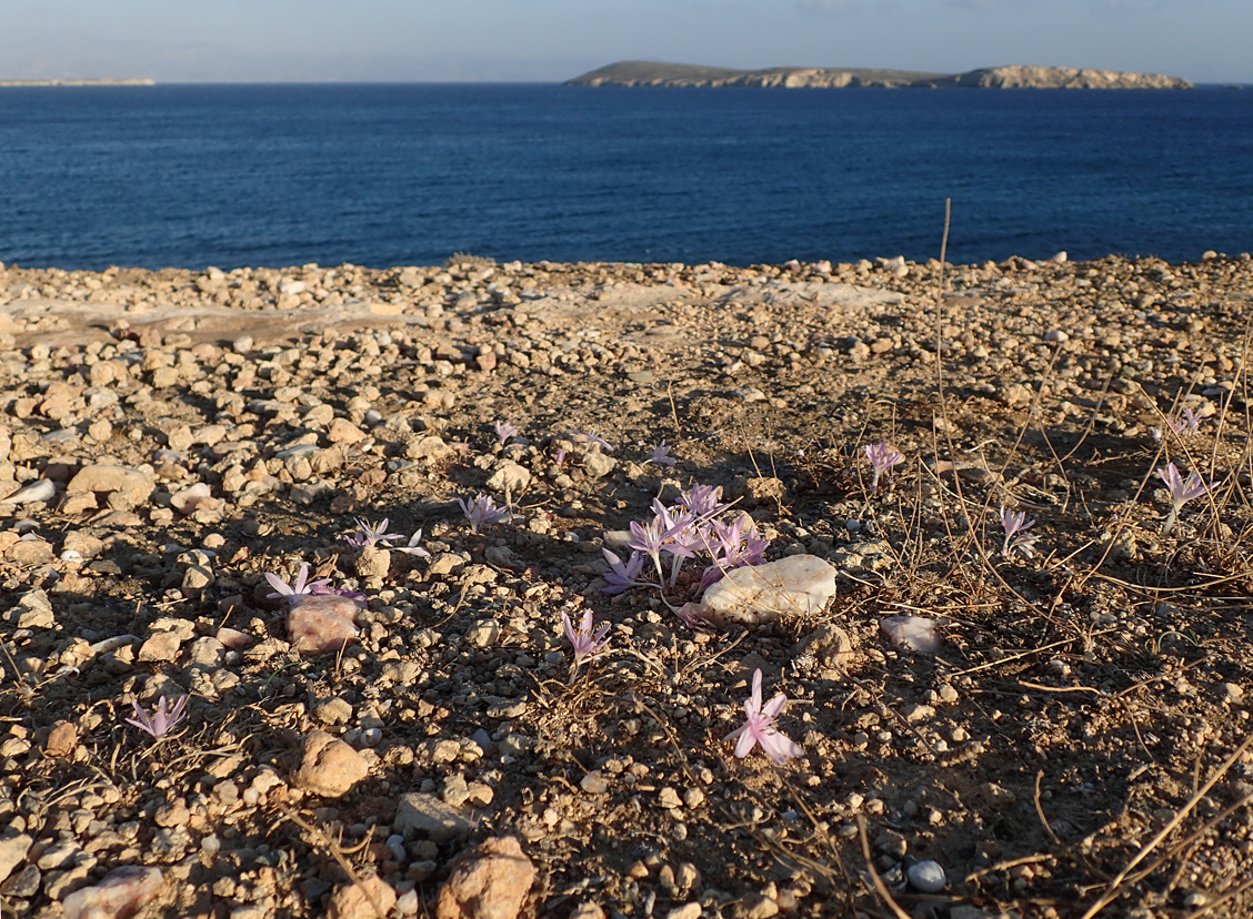 Изображение особи род Colchicum.