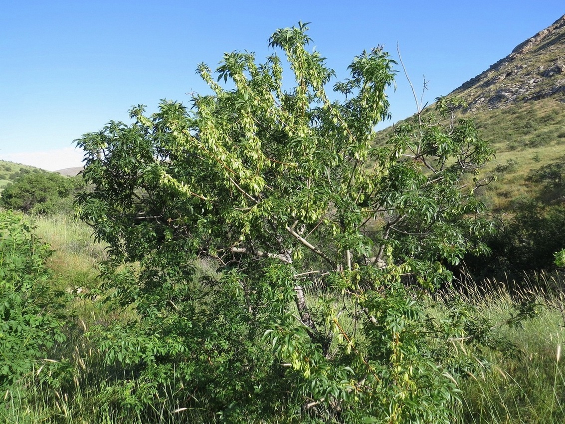 Изображение особи Fraxinus sogdiana.