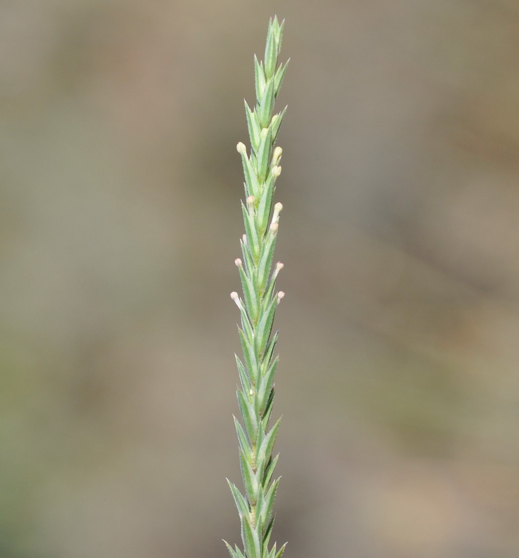 Изображение особи Crucianella latifolia.