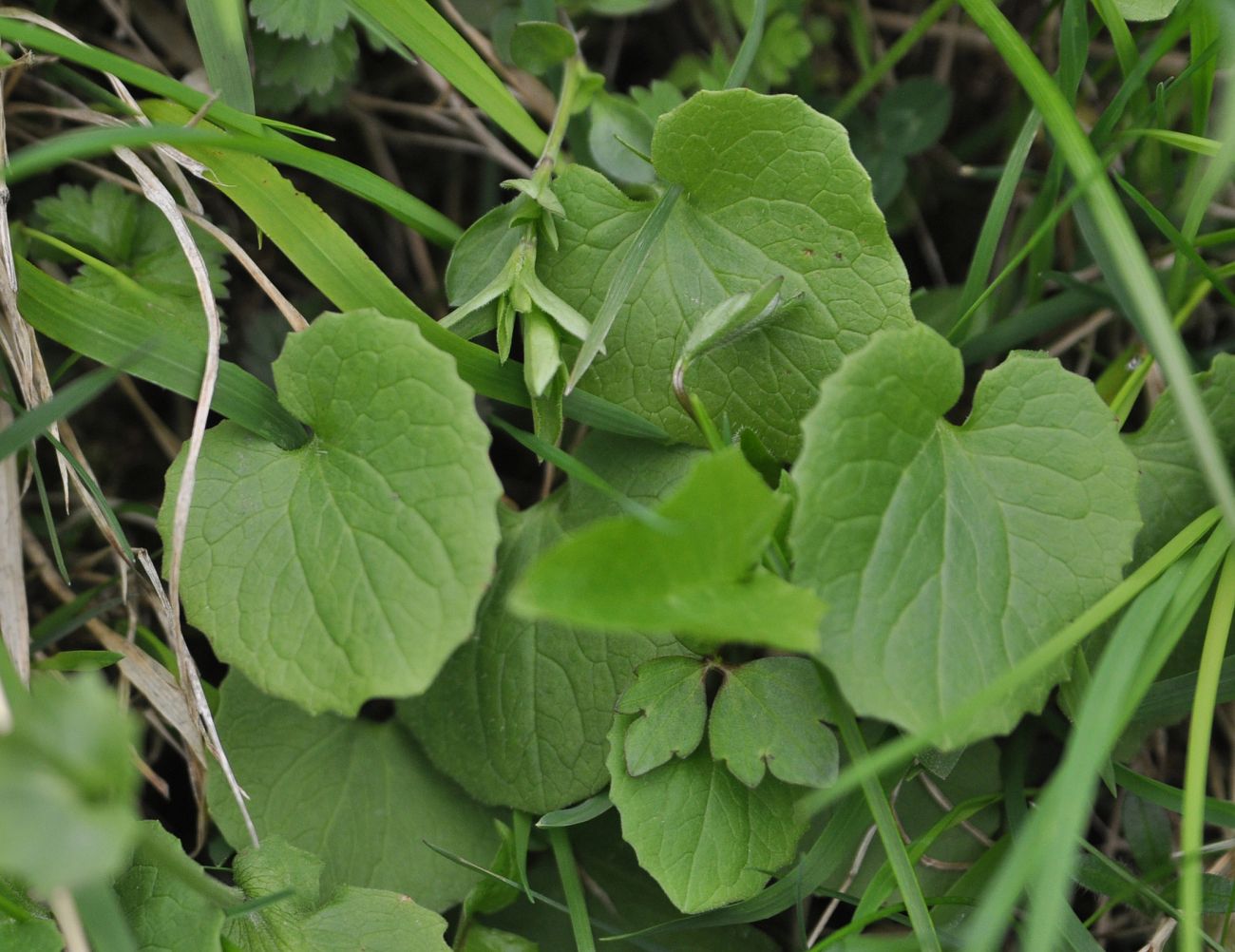 Image of Doronicum orientale specimen.