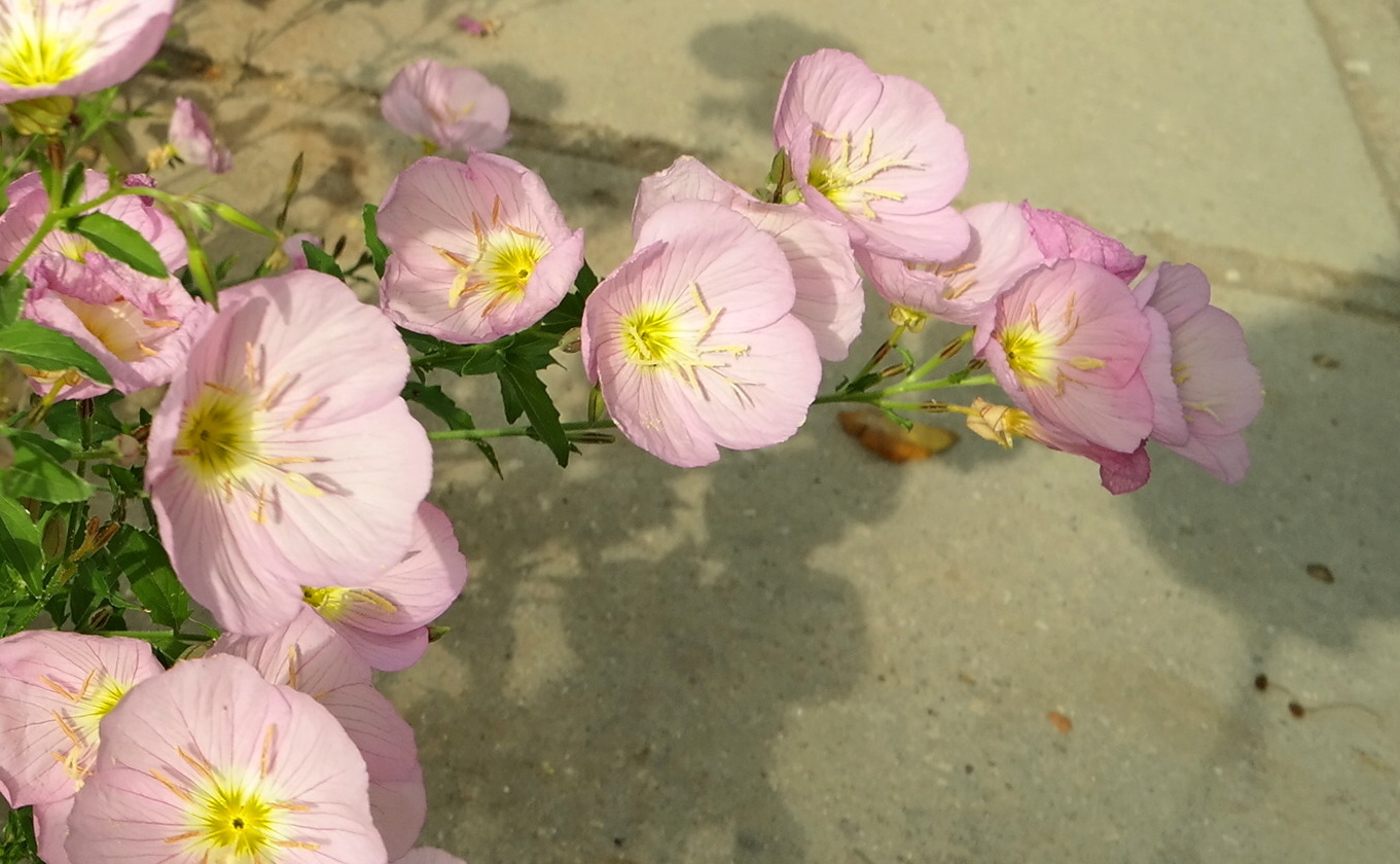 Image of Oenothera speciosa specimen.