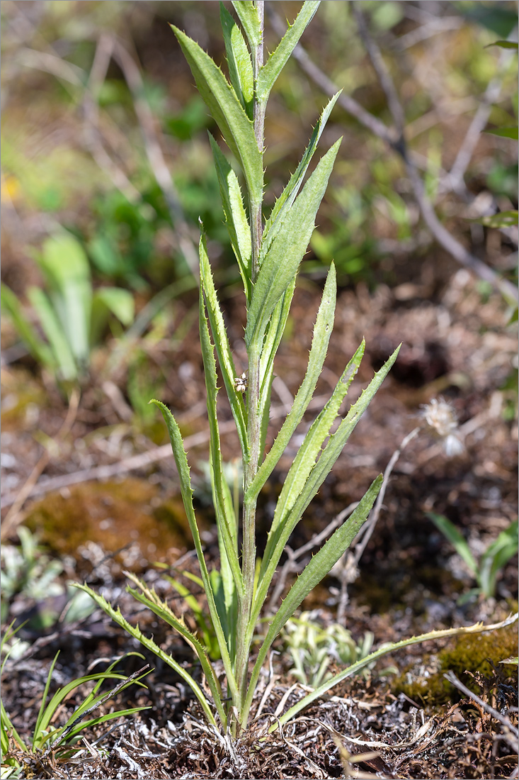 Image of Carlina fennica specimen.