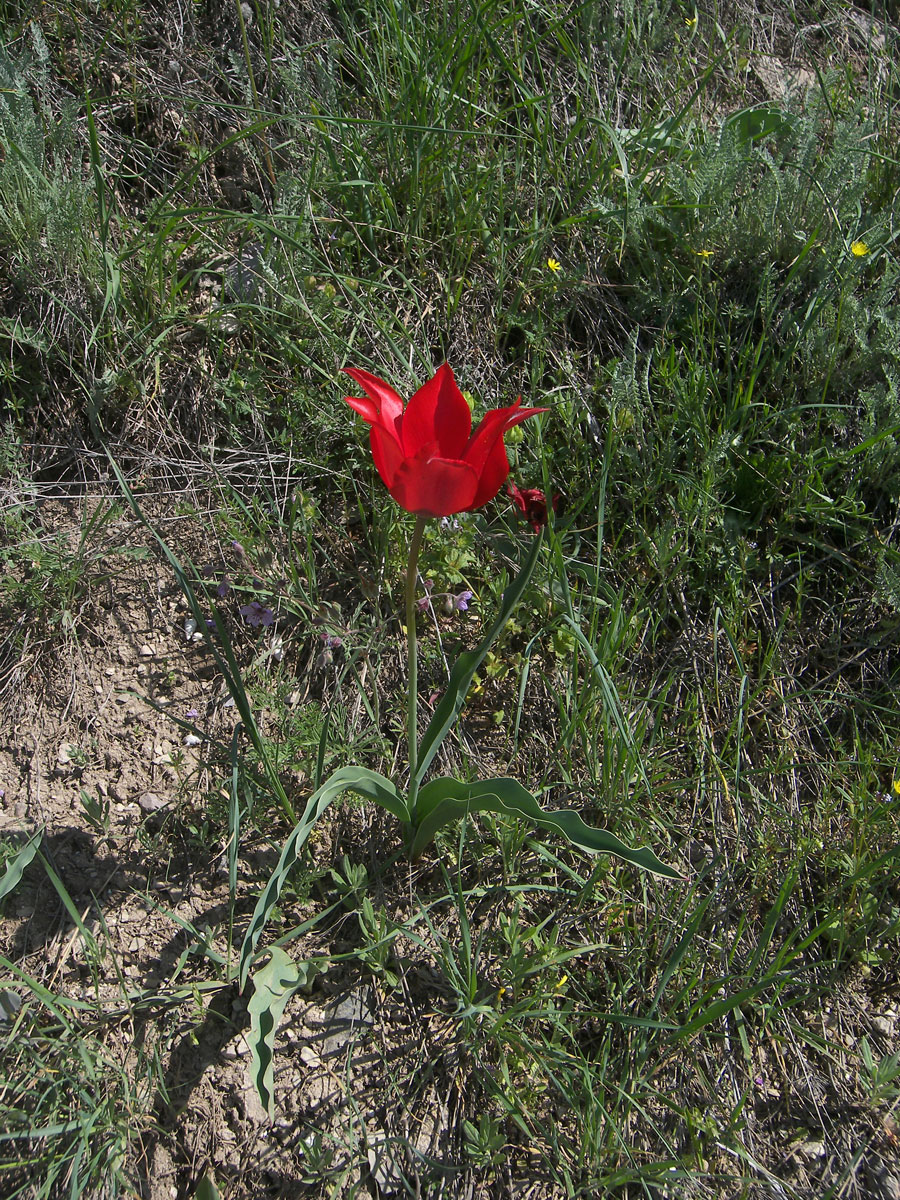 Изображение особи Tulipa sosnowskyi.