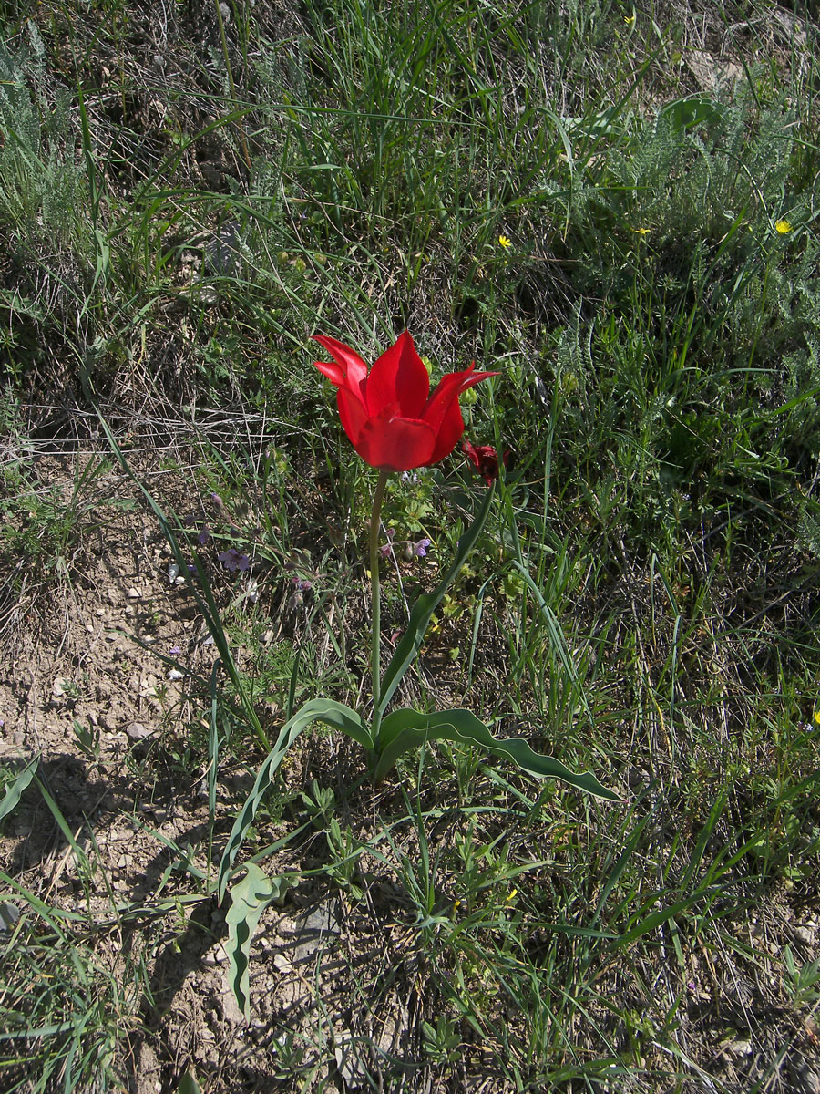 Image of Tulipa sosnowskyi specimen.