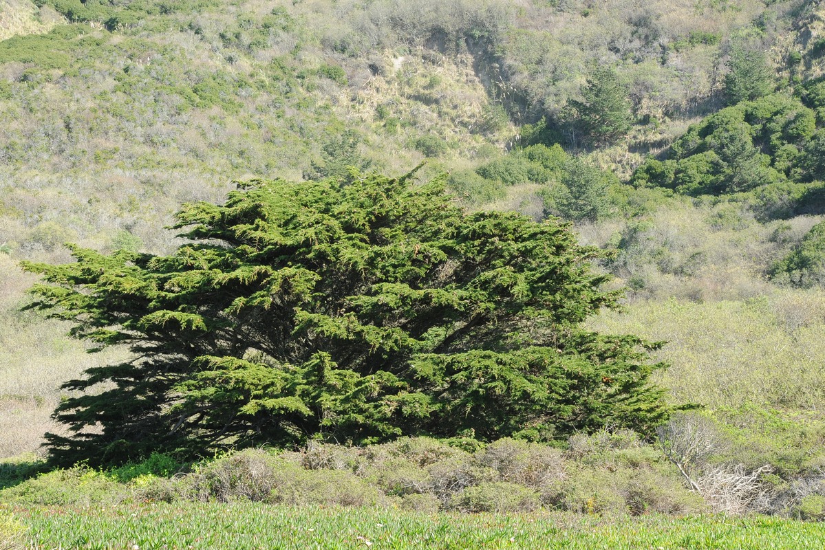 Image of Cupressus macrocarpa specimen.