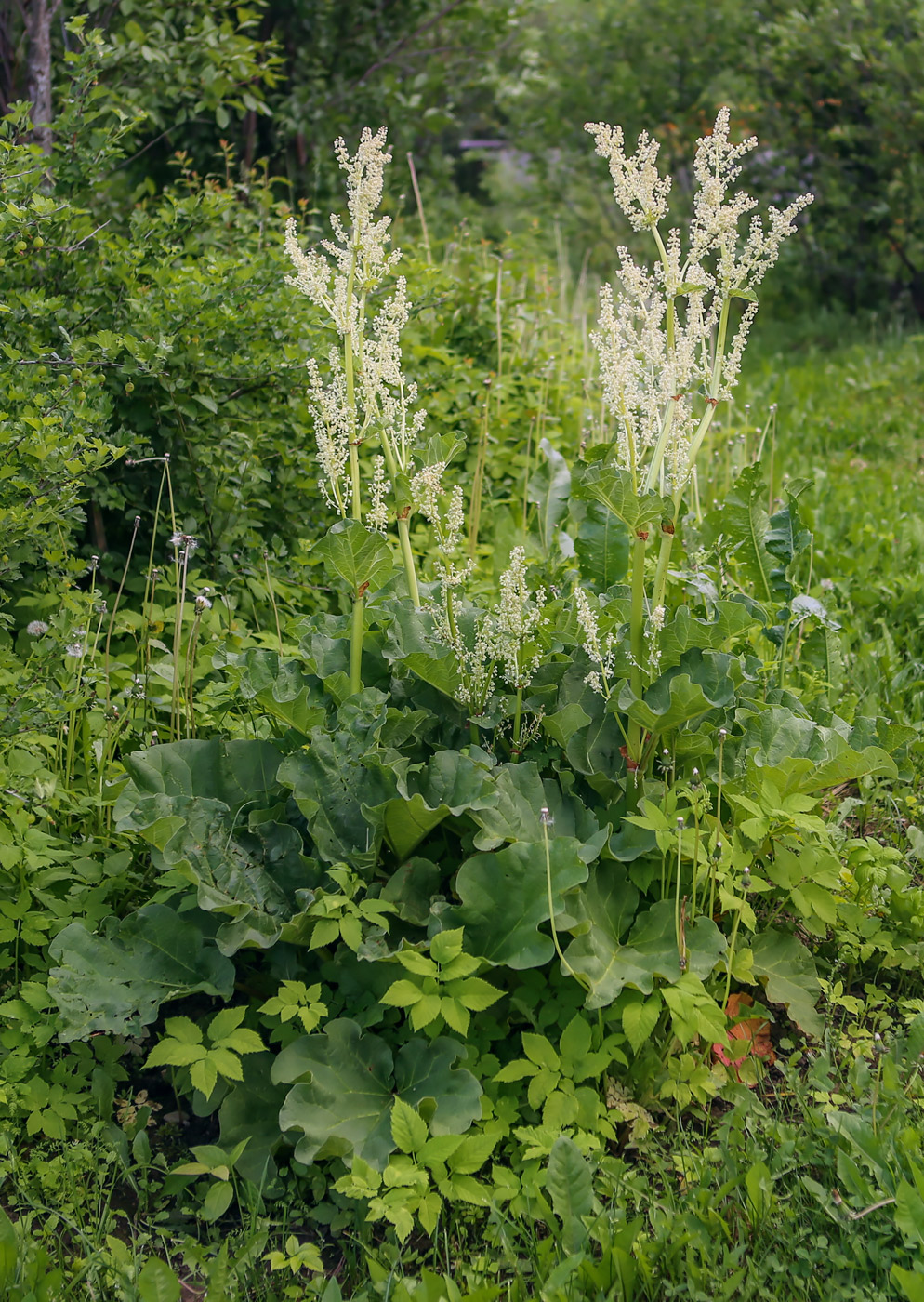 Изображение особи Rheum rhabarbarum.