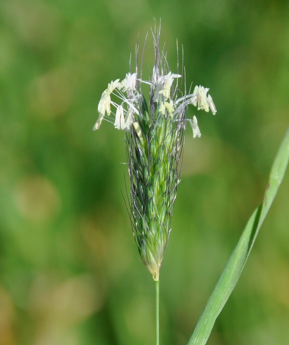 Image of Alopecurus utriculatus specimen.