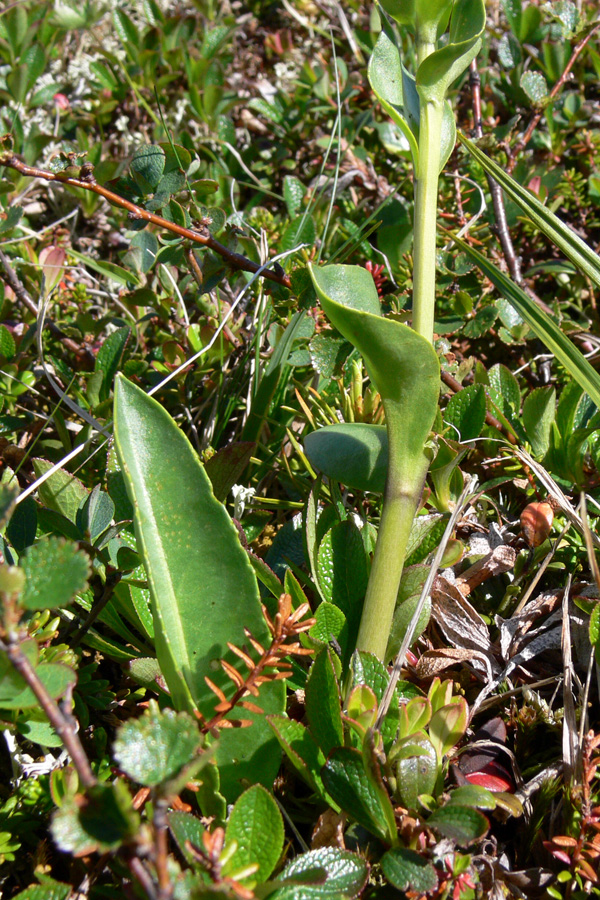 Image of Lagotis uralensis specimen.