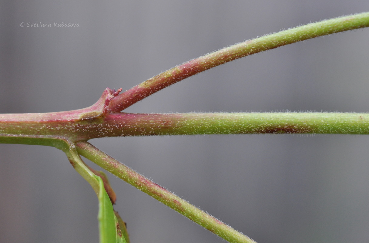 Image of Epilobium pseudorubescens specimen.