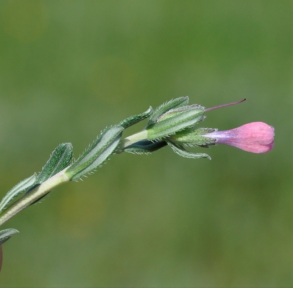 Image of Lithodora hispidula ssp. versicolor specimen.