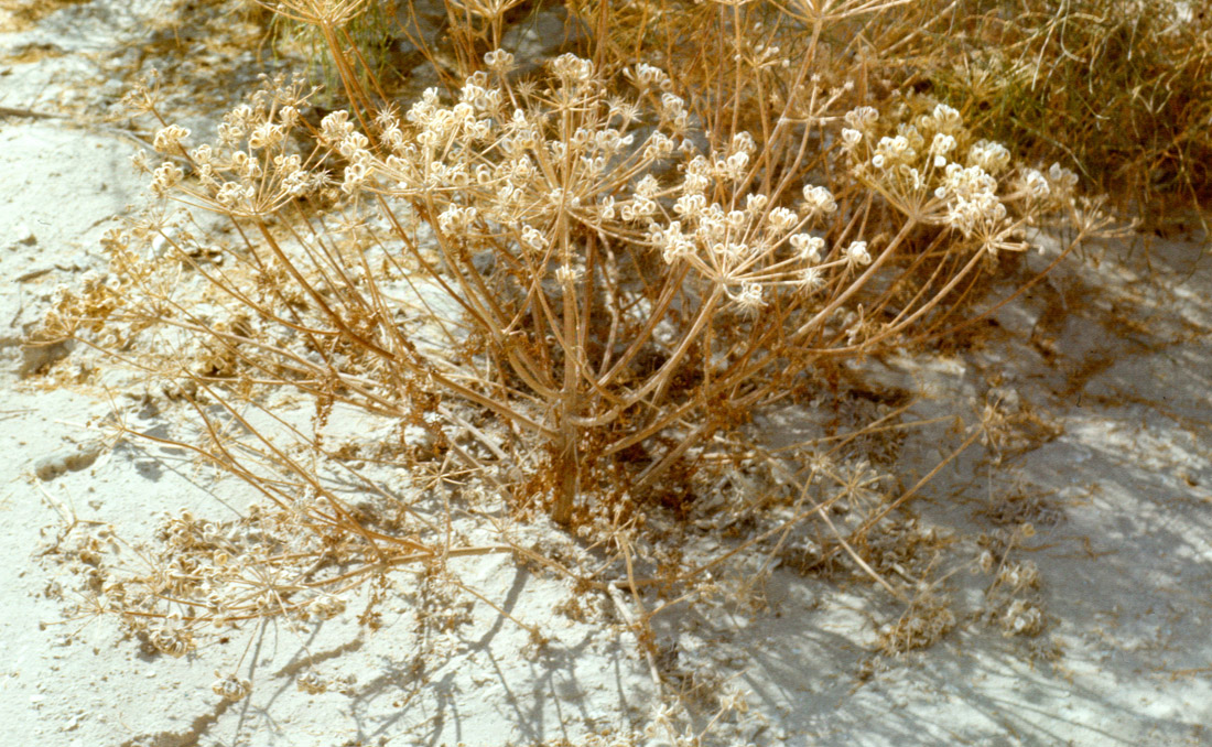 Image of Zosima absinthifolia specimen.