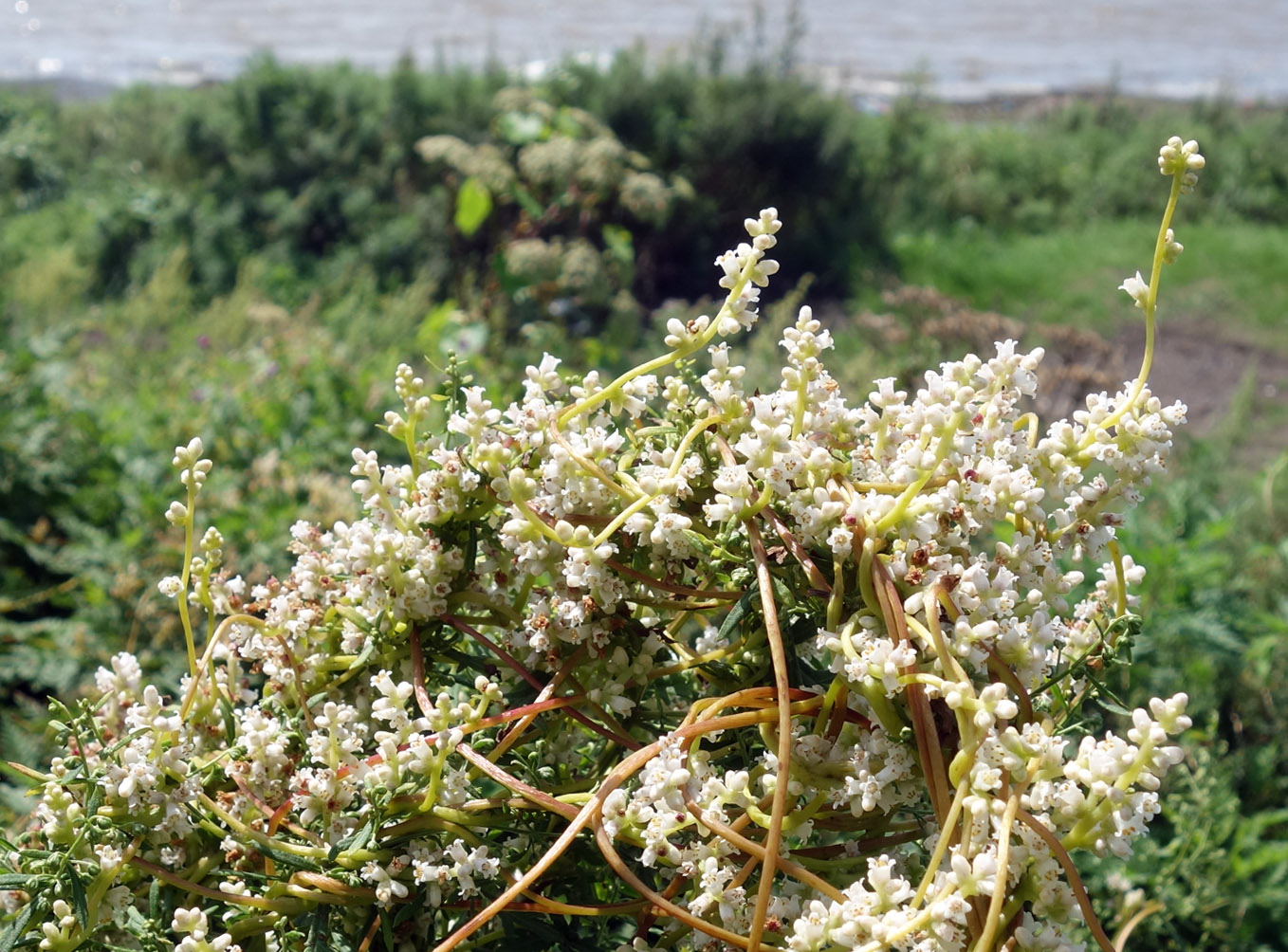 Image of Cuscuta japonica specimen.