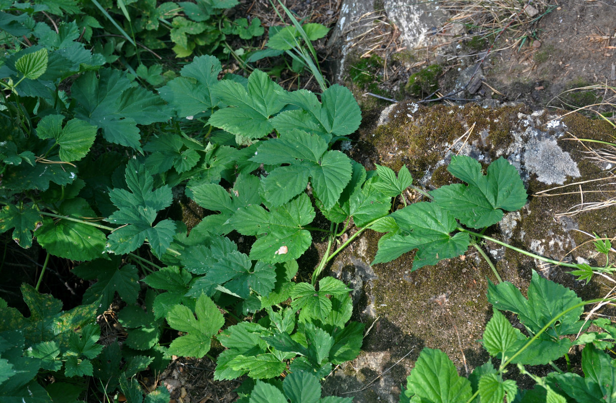 Изображение особи Humulus lupulus.