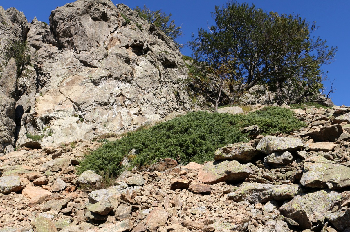 Image of Juniperus hemisphaerica specimen.