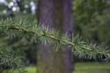 Larix principis-rupprechtii