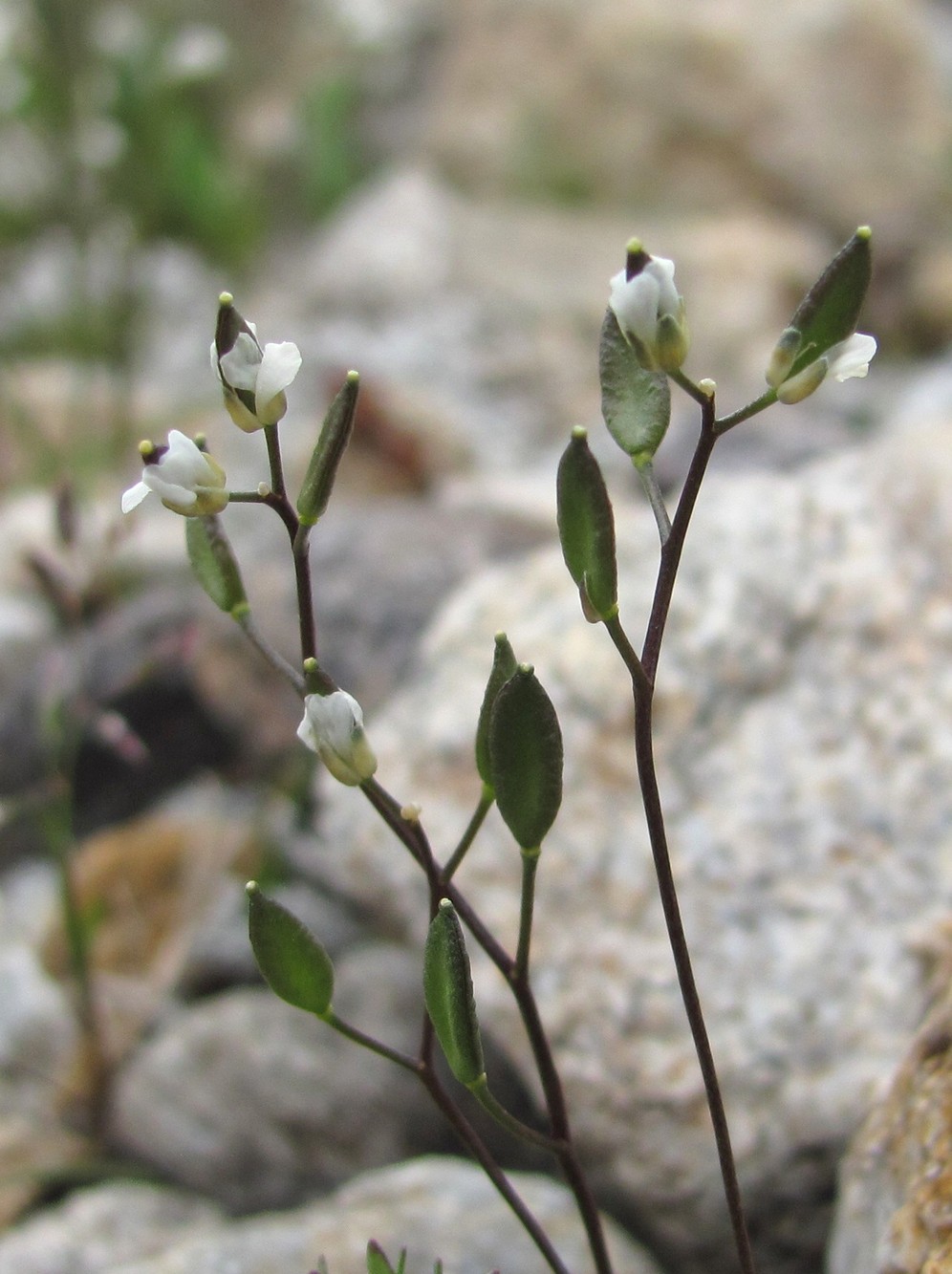 Изображение особи Draba supranivalis.