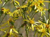 Senecio paucifolius. Часть соцветия. Ульяновская обл., Мелекесский р-н, окр. с. Щербаковка, долина реки Бол. Авраль, остепнённый луг с участками солонцов. 24.08.2019.