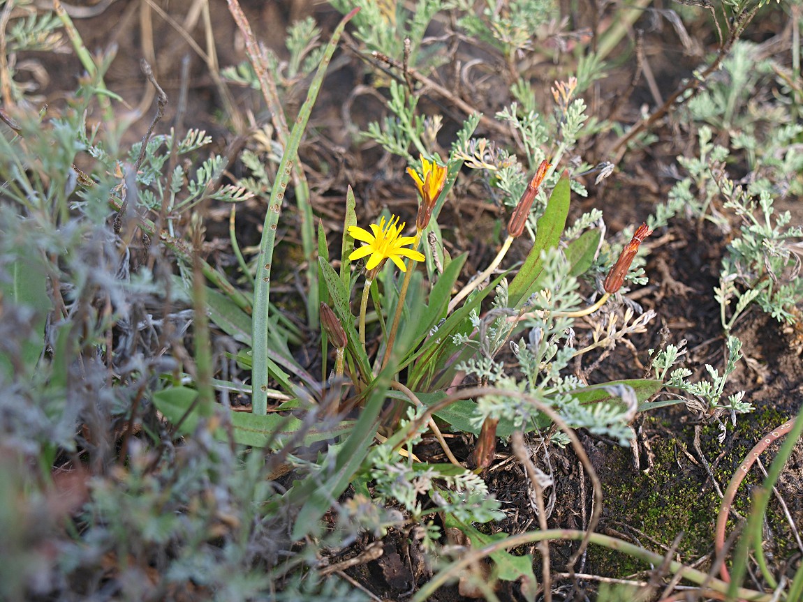 Изображение особи Taraxacum bessarabicum.