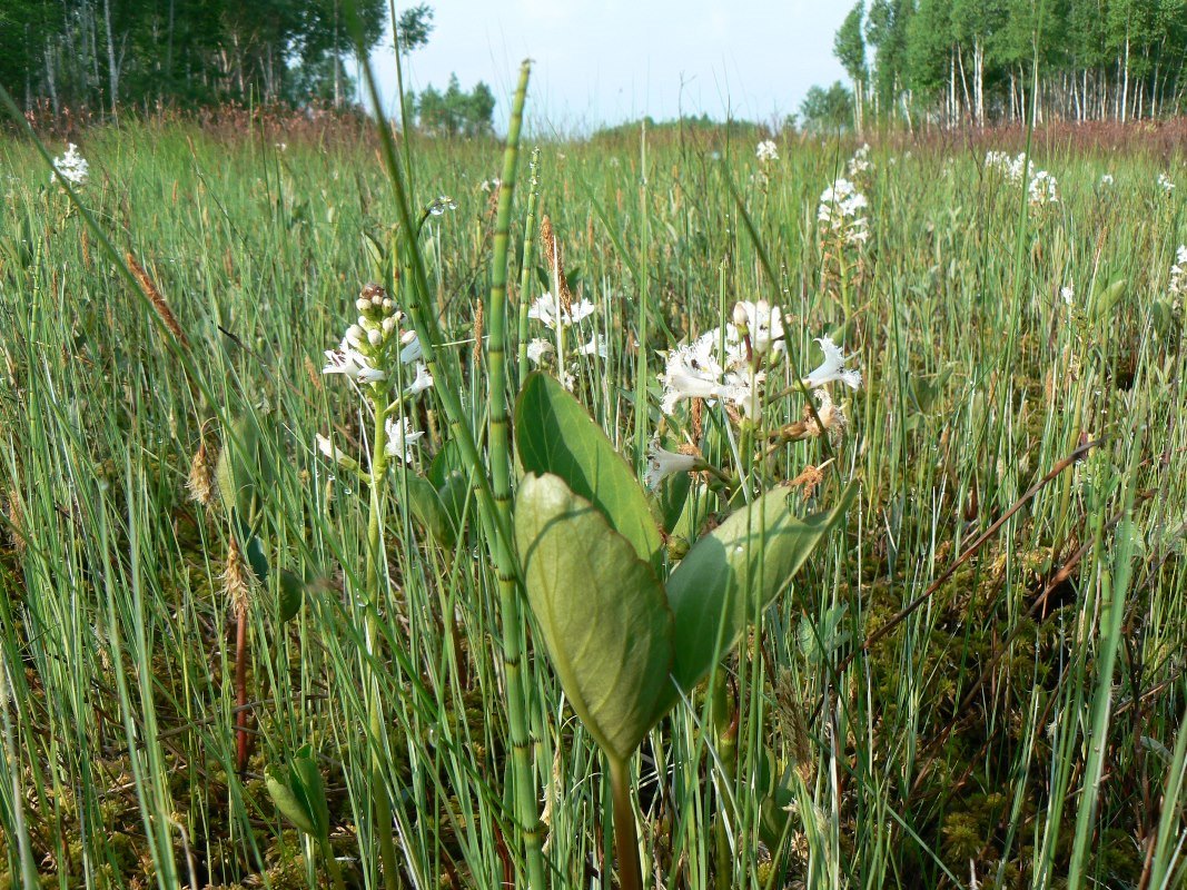 Image of Menyanthes trifoliata specimen.