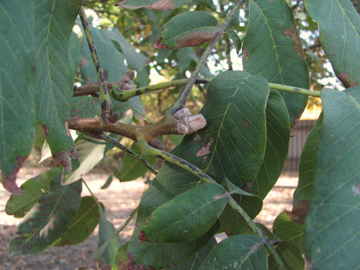 Изображение особи Juglans regia.