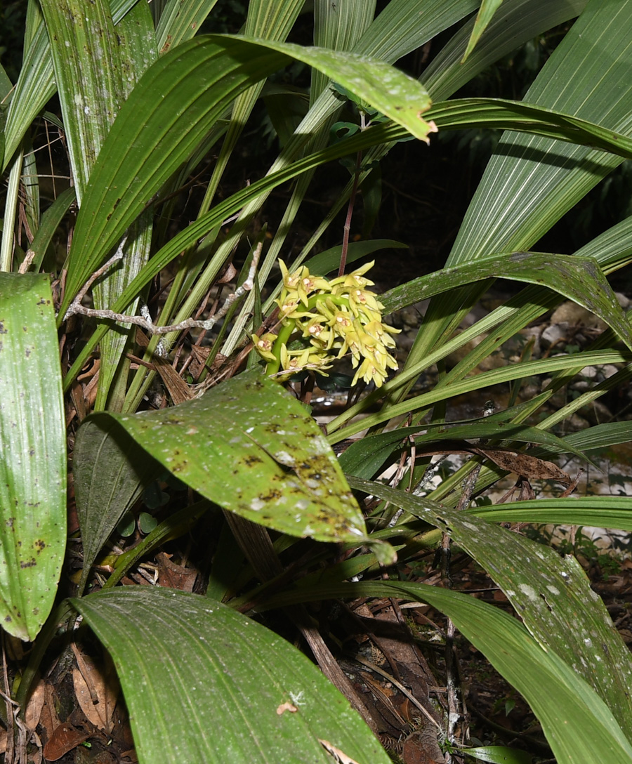 Image of familia Orchidaceae specimen.