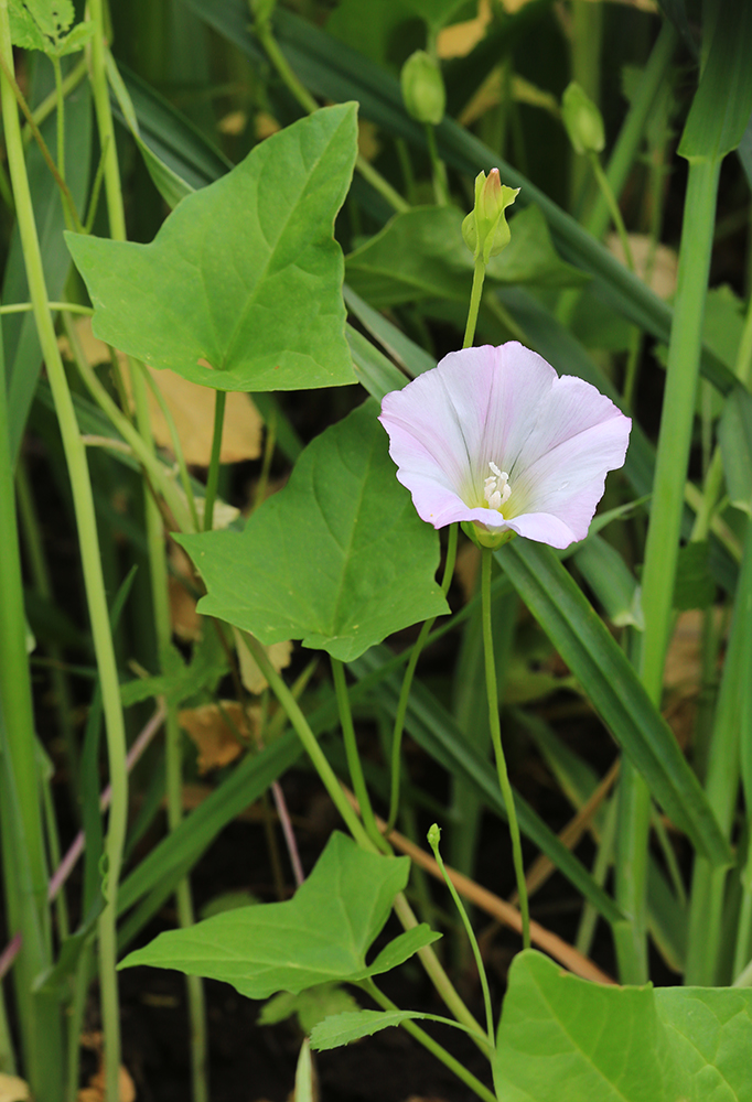 Изображение особи Calystegia hederacea.