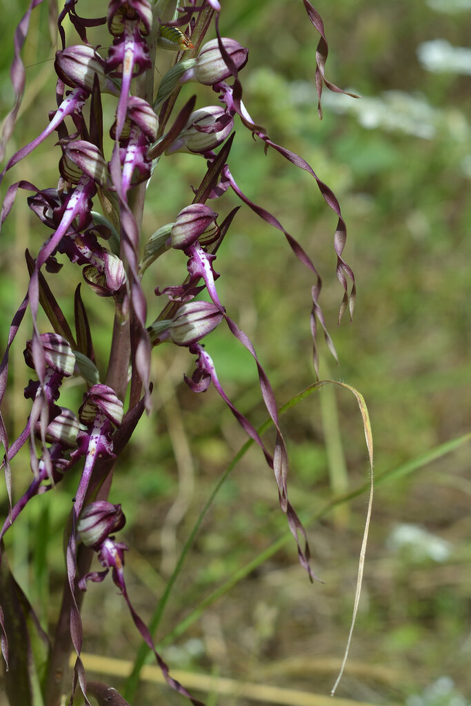 Image of Himantoglossum calcaratum ssp. rumelicum specimen.