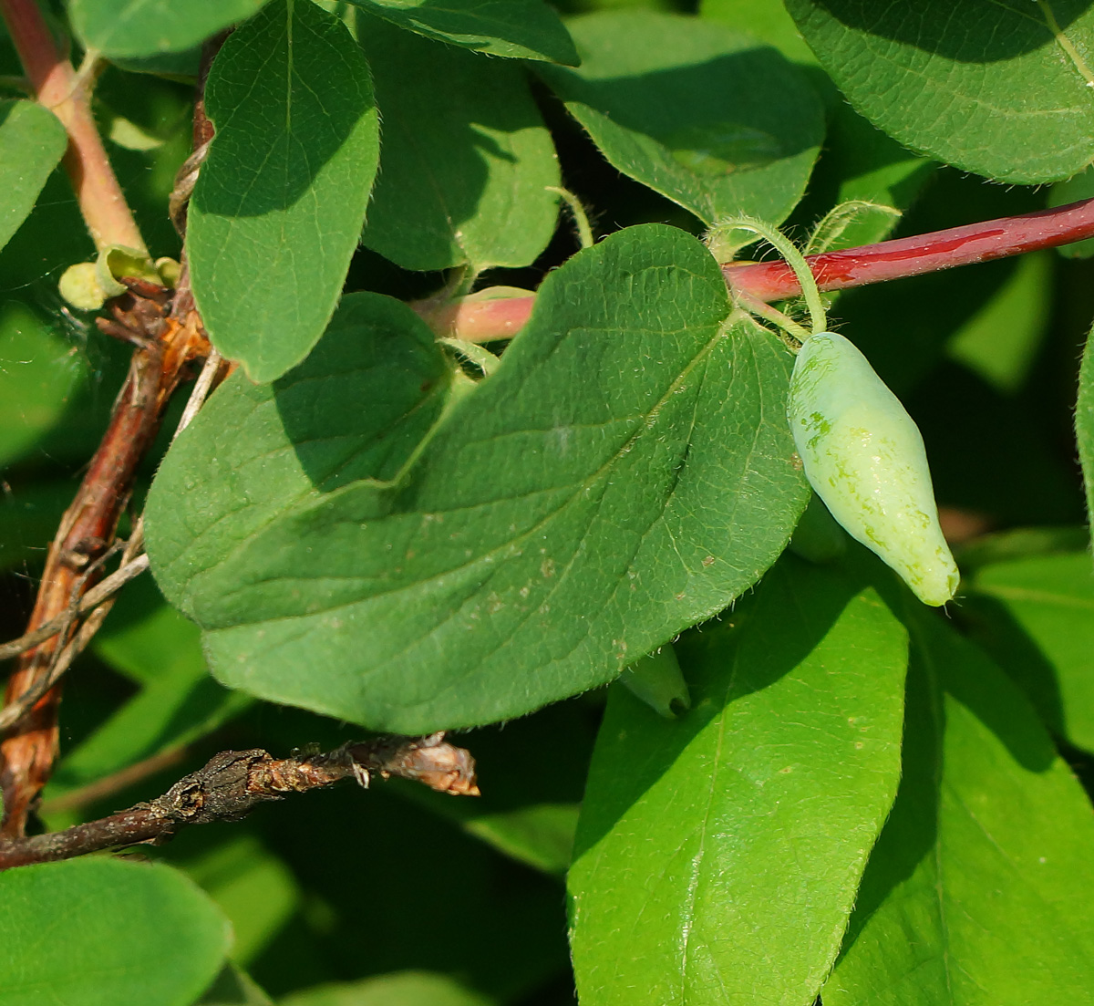 Image of Lonicera edulis specimen.