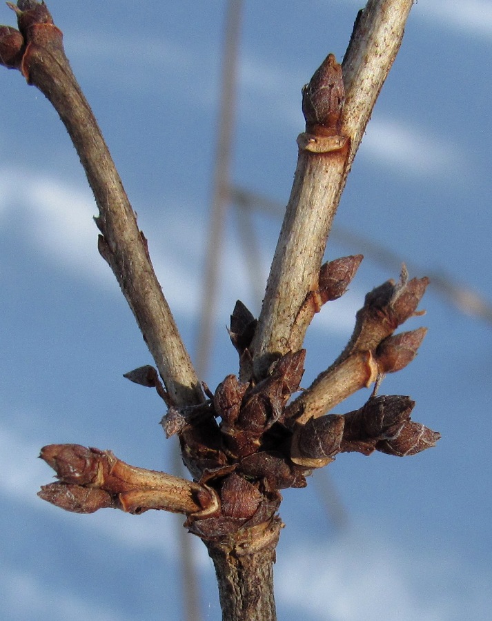 Image of Ribes rubrum specimen.