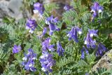 Vicia sosnowskyi