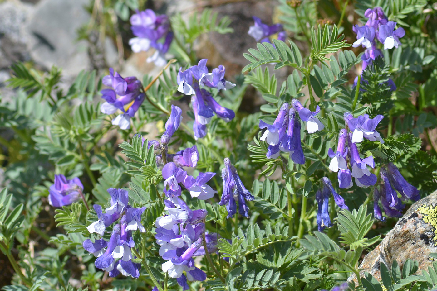 Изображение особи Vicia sosnowskyi.