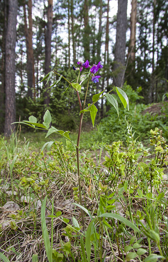 Изображение особи Lathyrus vernus.