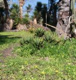 Aloe brevifolia