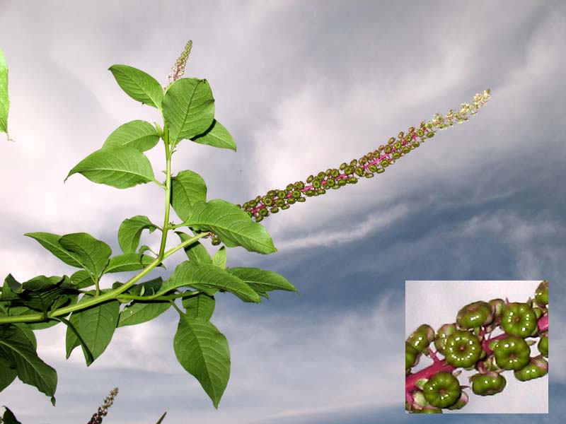 Image of Phytolacca americana specimen.