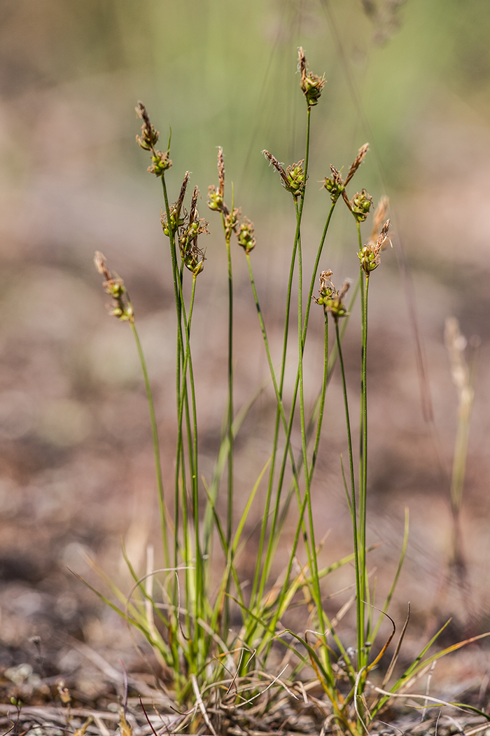 Image of Carex supina specimen.