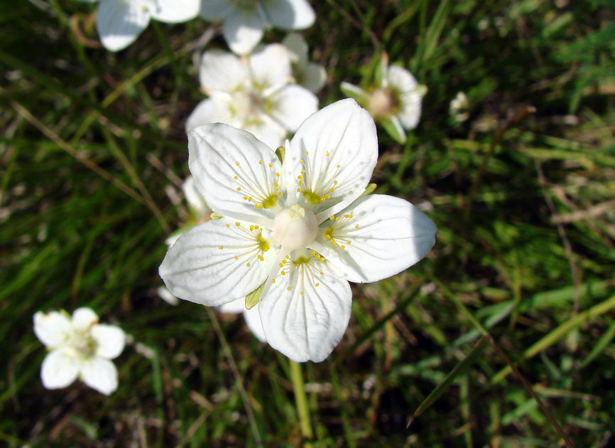 Image of Parnassia palustris specimen.