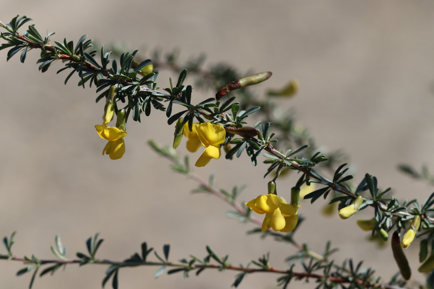 Image of Caragana pygmaea specimen.