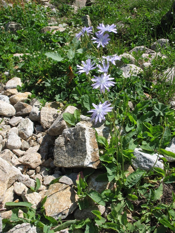 Image of Lactuca tatarica specimen.