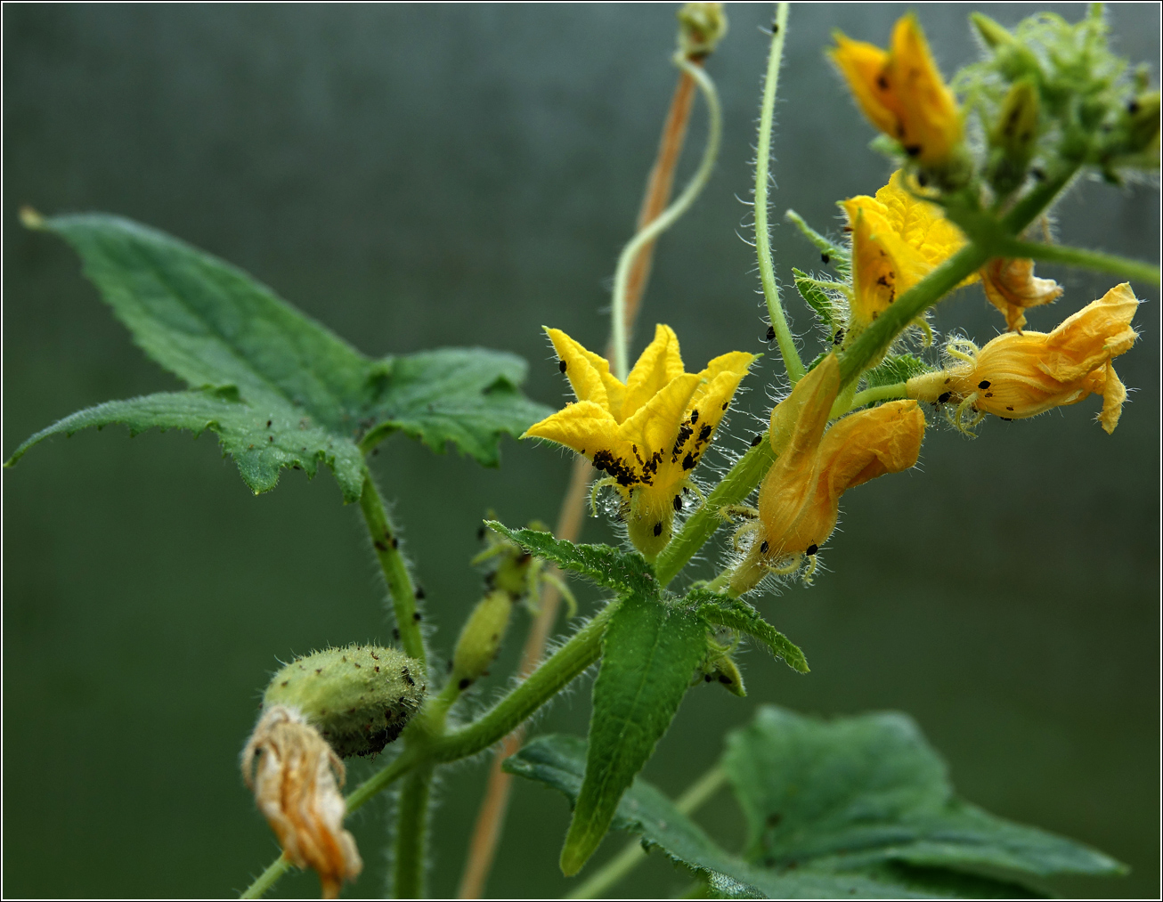 Image of Cucumis sativus specimen.